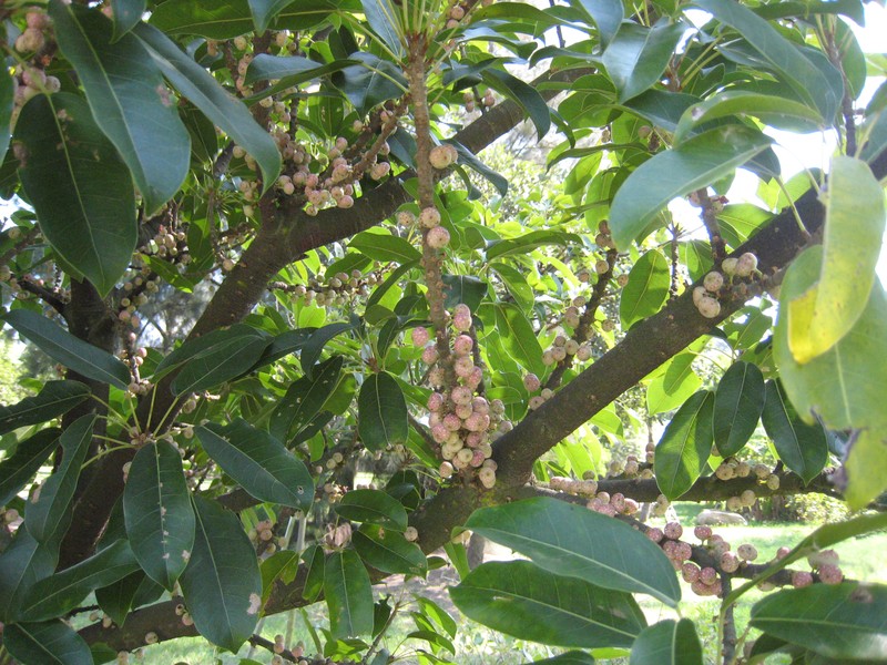 Ficus subpisocarpa photo 3
