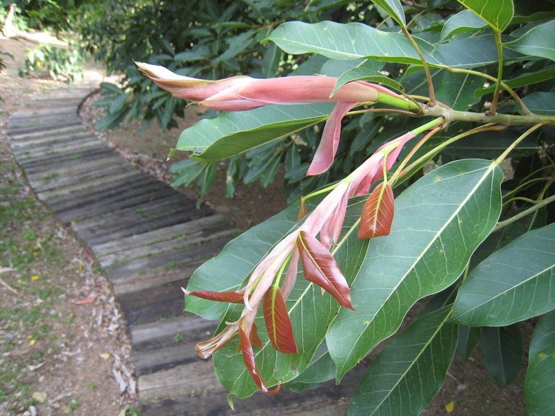 Ficus subpisocarpa photo 4