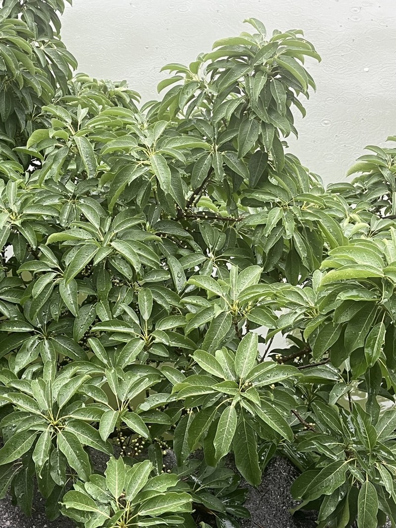 Ficus subpisocarpa photo 5