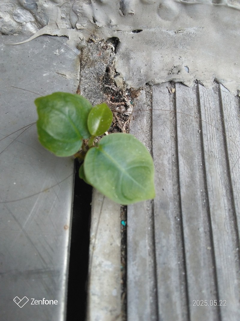 Ficus subpisocarpa photo 6
