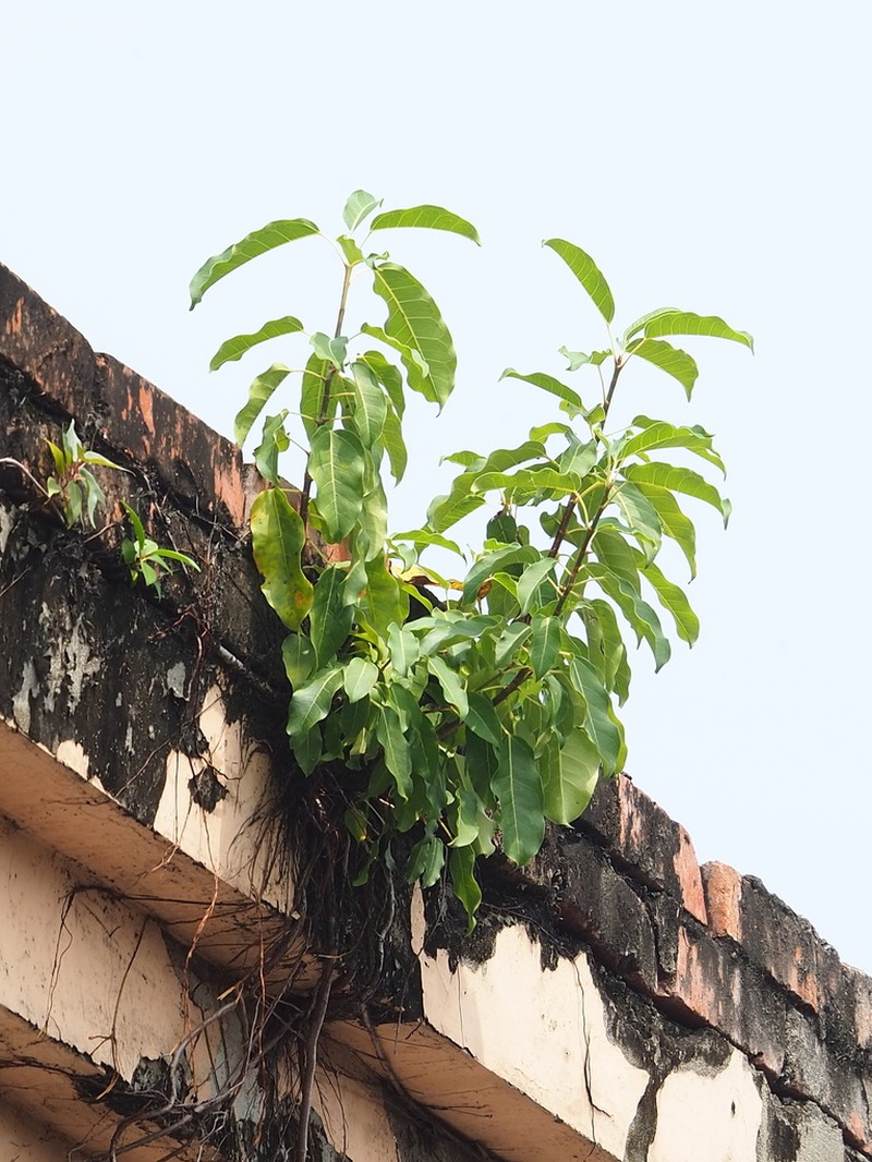 Ficus subpisocarpa photo 7
