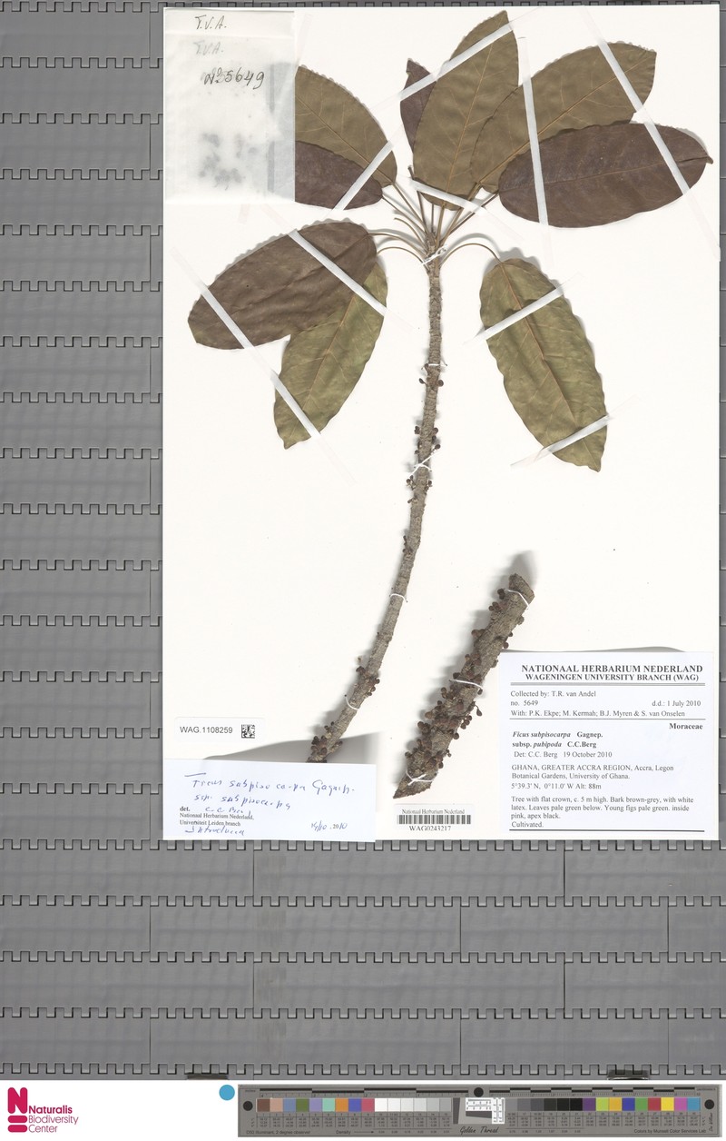 Ficus subpisocarpa subsp. pubipoda