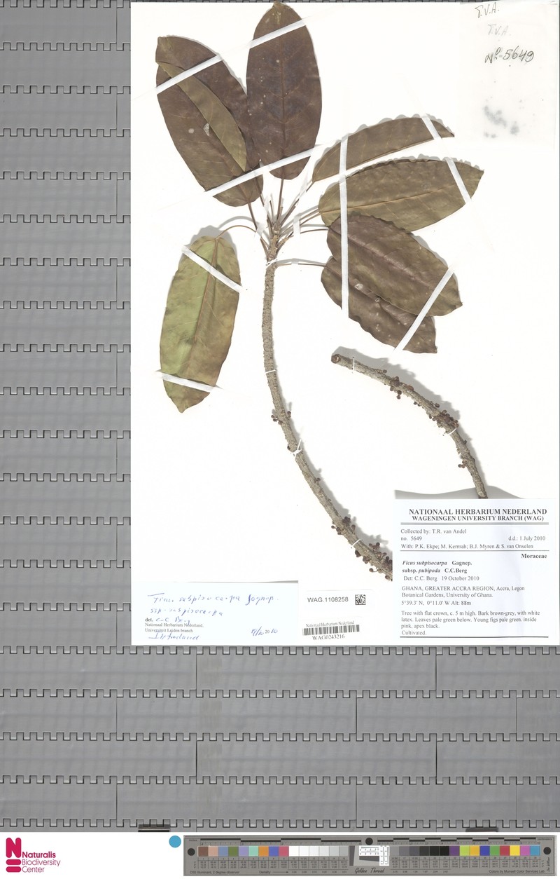 Ficus subpisocarpa subsp. pubipoda photo 2