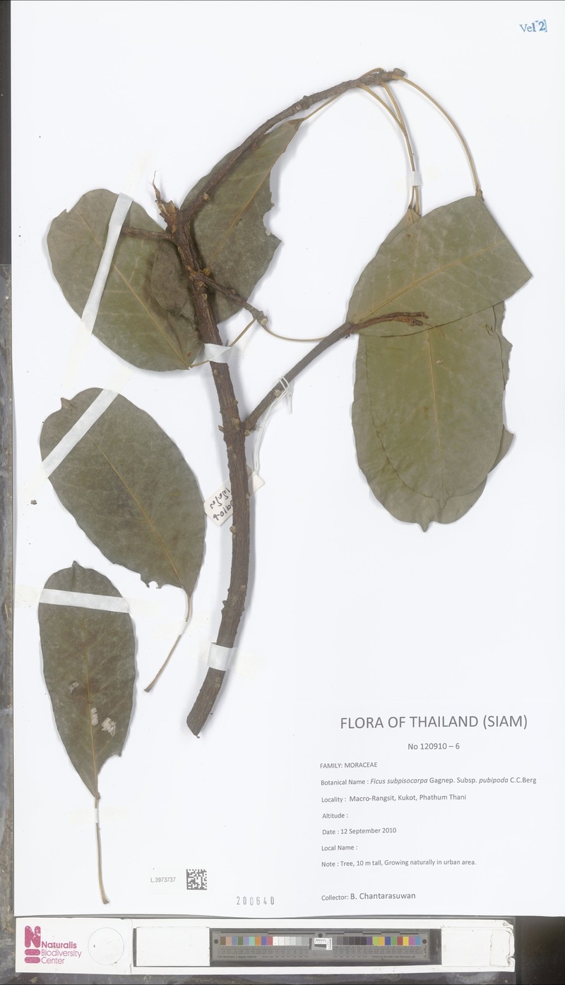 Ficus subpisocarpa subsp. pubipoda photo 3