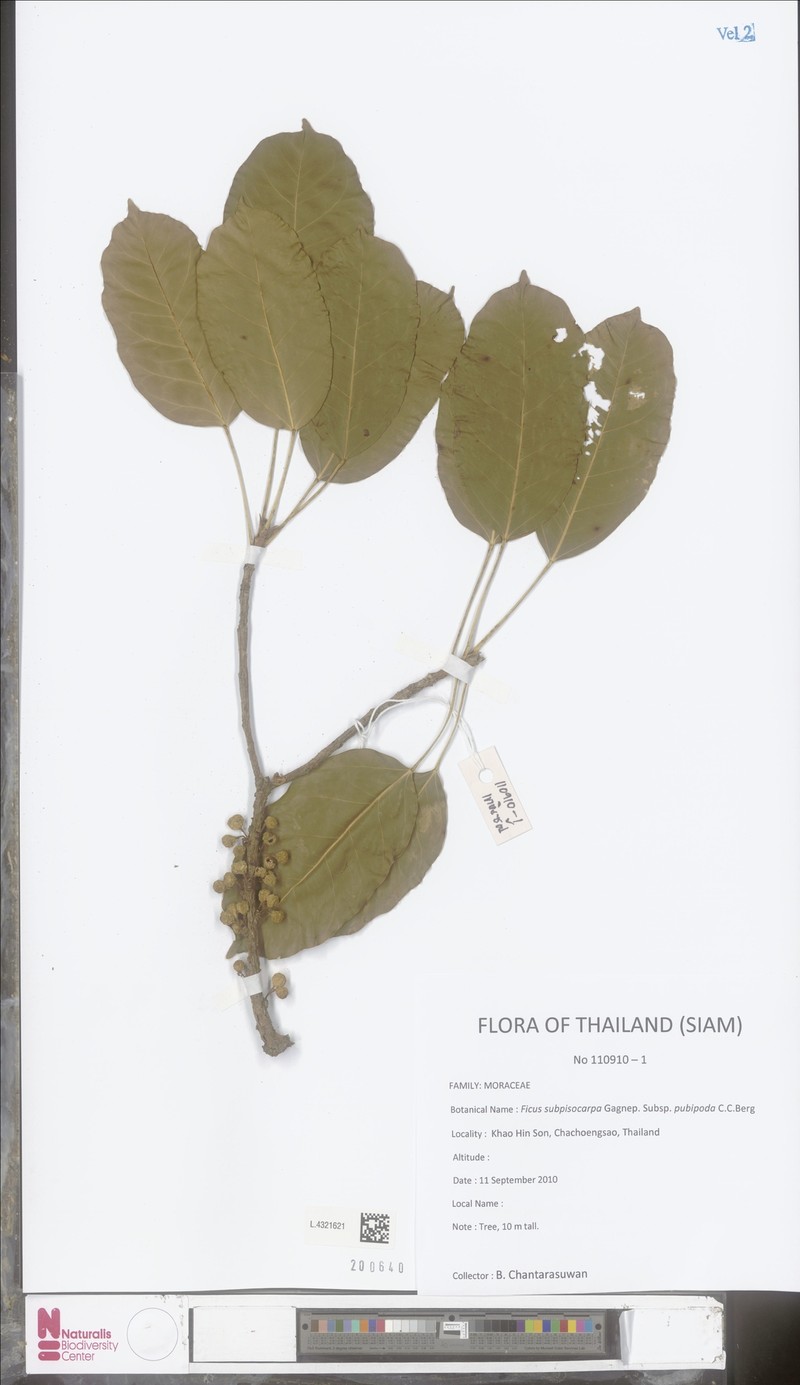 Ficus subpisocarpa subsp. pubipoda photo 4