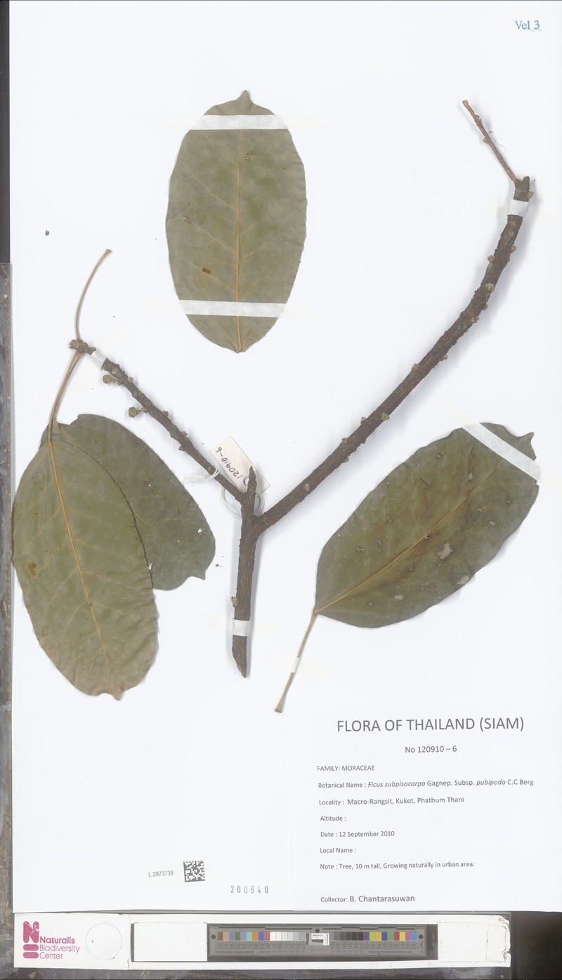 Ficus subpisocarpa subsp. pubipoda photo 5