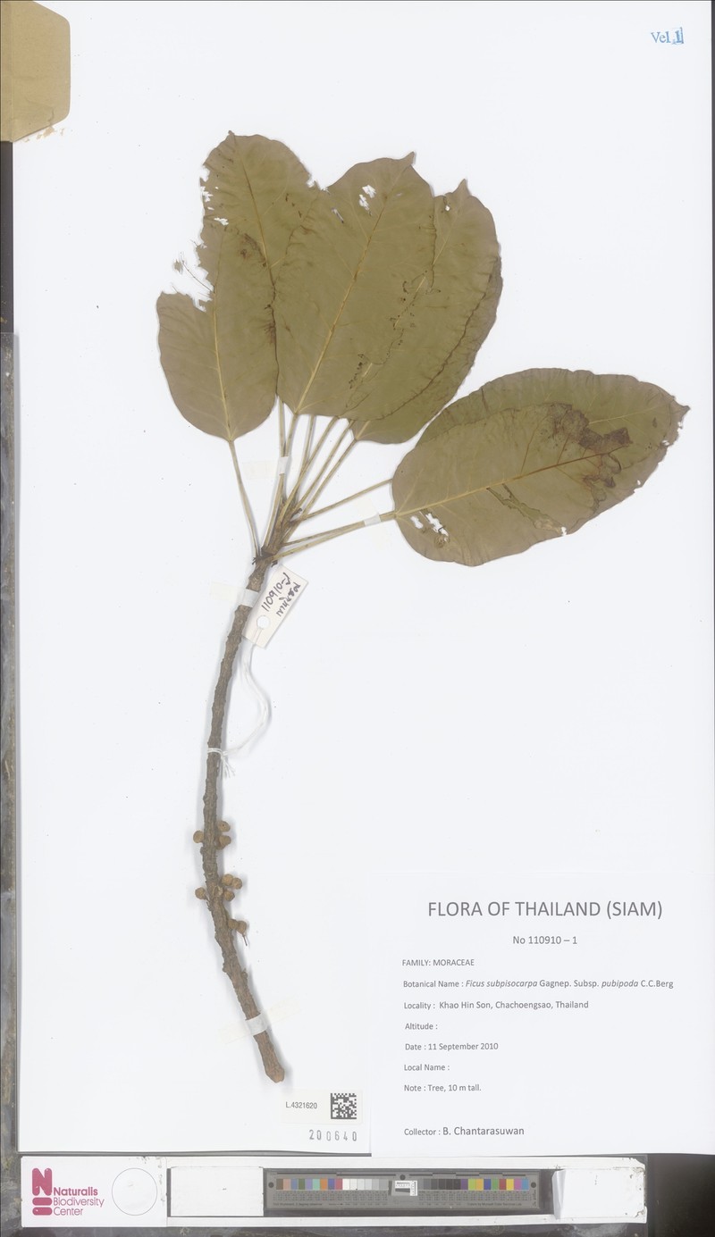 Ficus subpisocarpa subsp. pubipoda photo 6