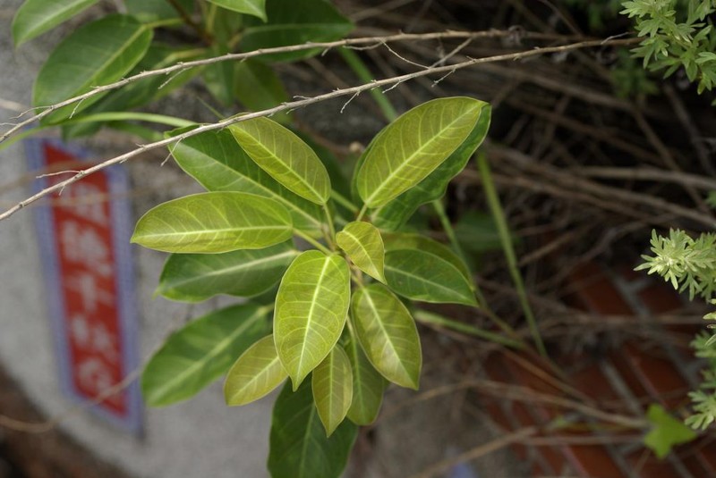 Ficus subpisocarpa subsp. subpisocarpa