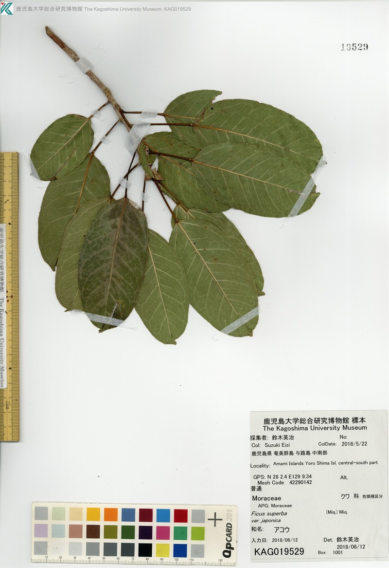 Ficus subpisocarpa subsp. subpisocarpa photo 2