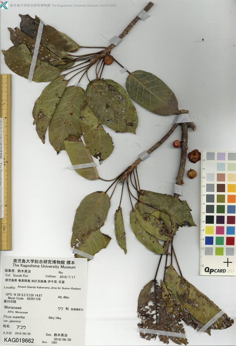Ficus subpisocarpa subsp. subpisocarpa photo 3