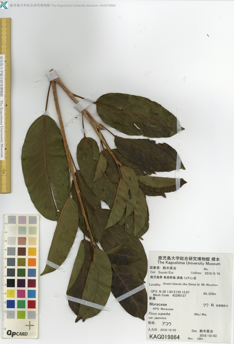 Ficus subpisocarpa subsp. subpisocarpa photo 4