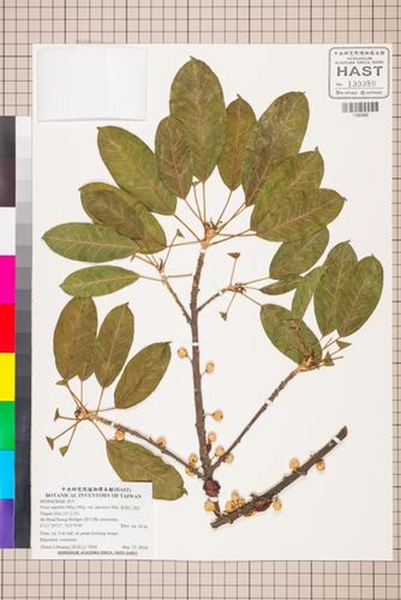Ficus subpisocarpa subsp. subpisocarpa photo 5
