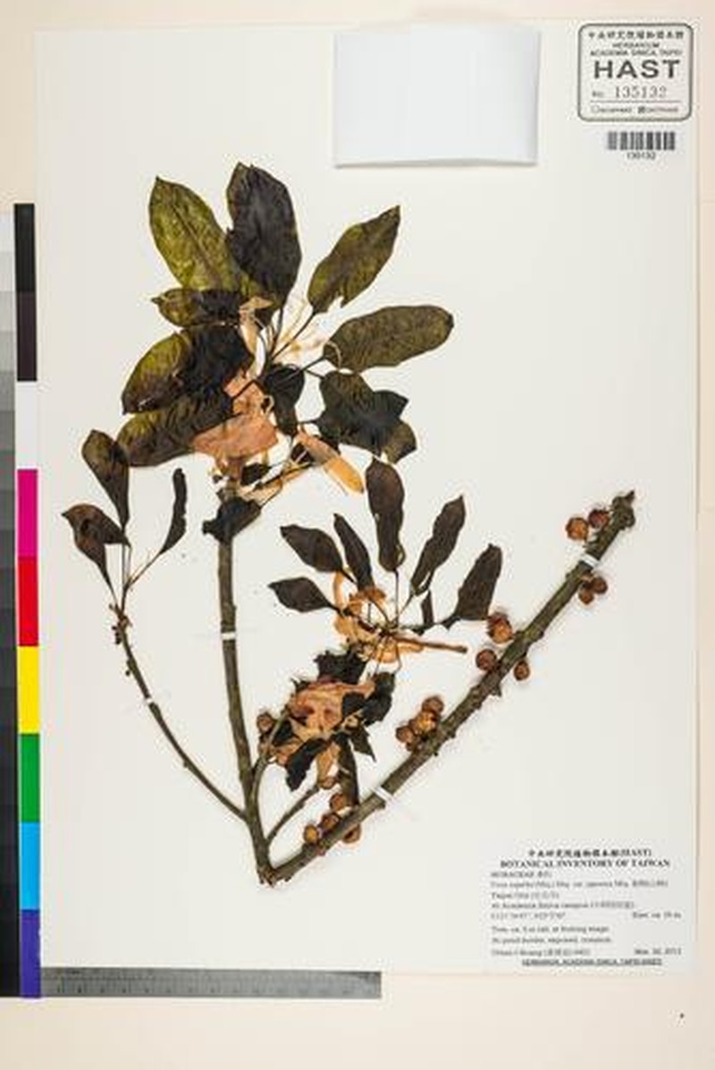 Ficus subpisocarpa subsp. subpisocarpa photo 6