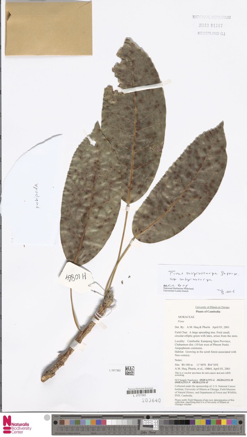 Ficus subpisocarpa subsp. subpisocarpa photo 7
