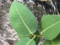 Ficus subpuberula