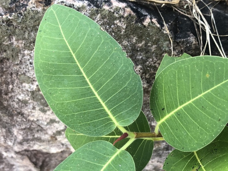 Ficus subpuberula