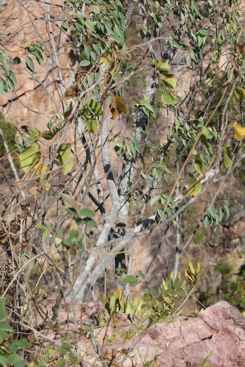 Ficus subpuberula photo 2