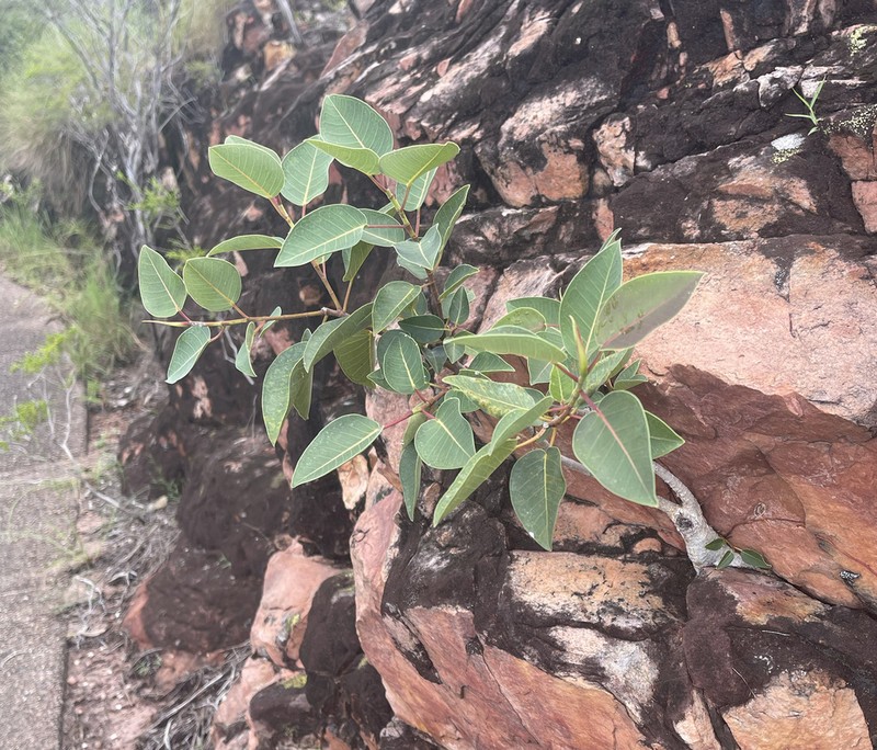 Ficus subpuberula photo 3