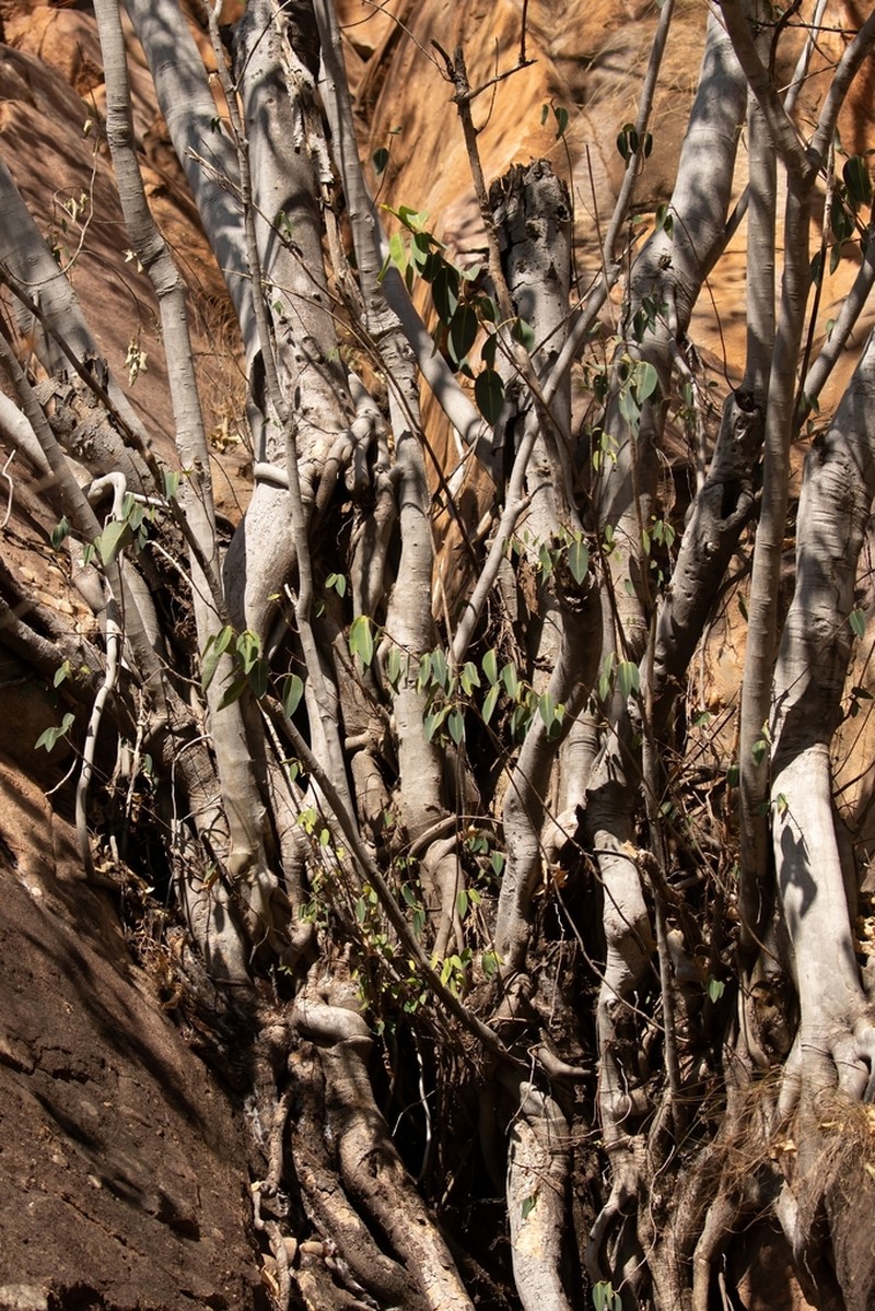 Ficus subpuberula photo 4