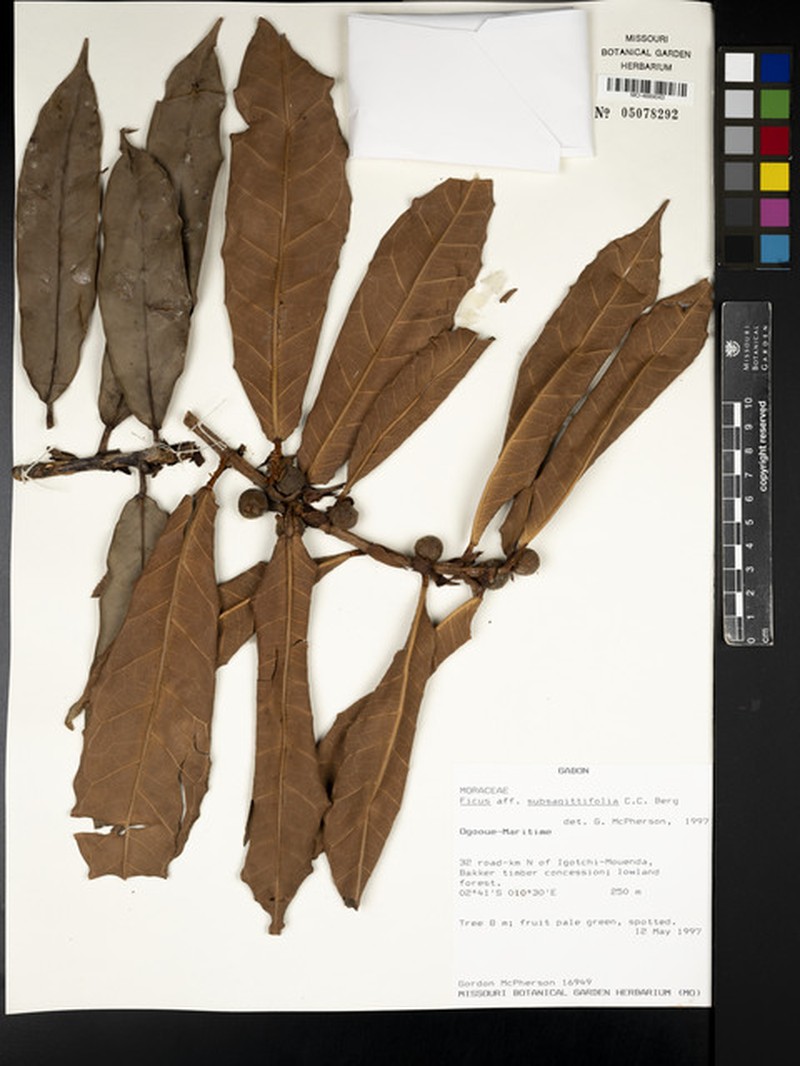 Ficus subsagittifolia