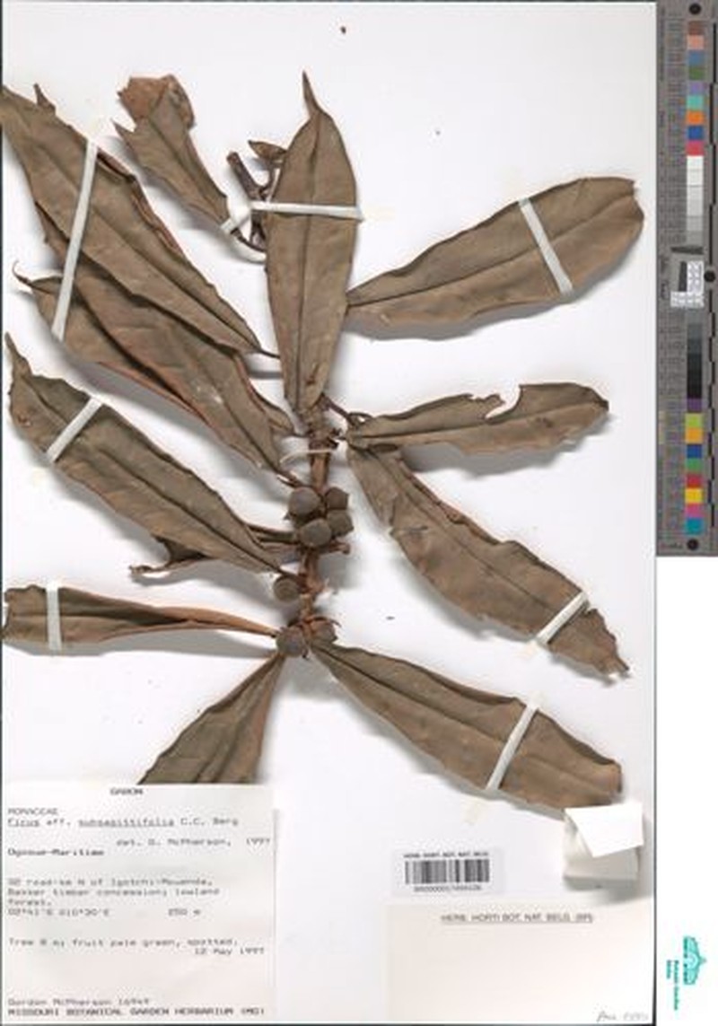 Ficus subsagittifolia photo 2