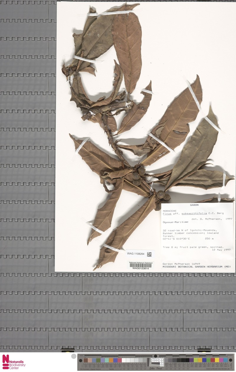 Ficus subsagittifolia photo 3