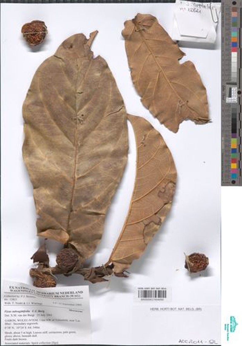 Ficus subsagittifolia photo 4