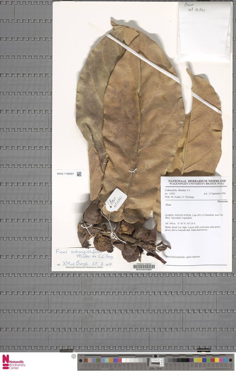 Ficus subsagittifolia photo 5
