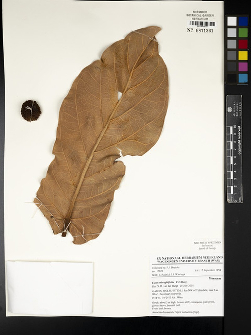 Ficus subsagittifolia photo 6