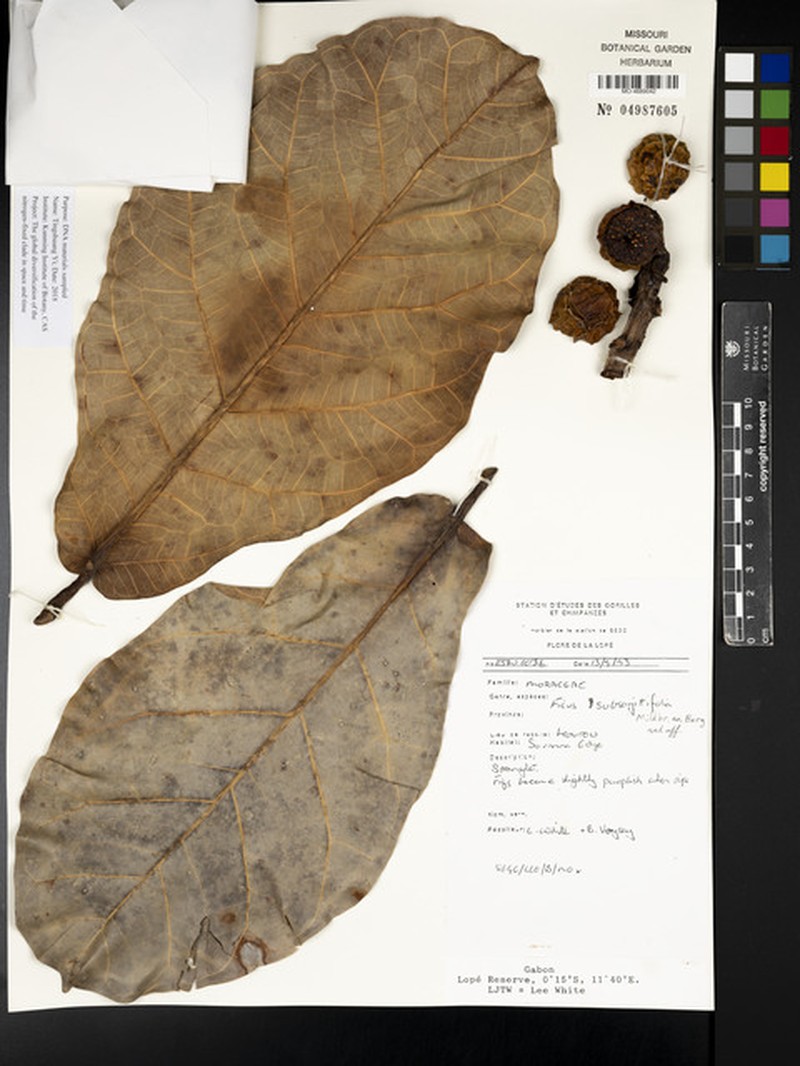 Ficus subsagittifolia photo 7