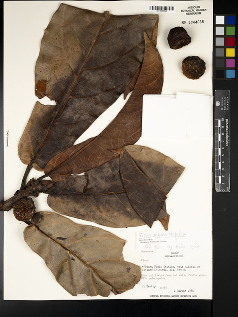 Ficus subsagittifolia photo 8