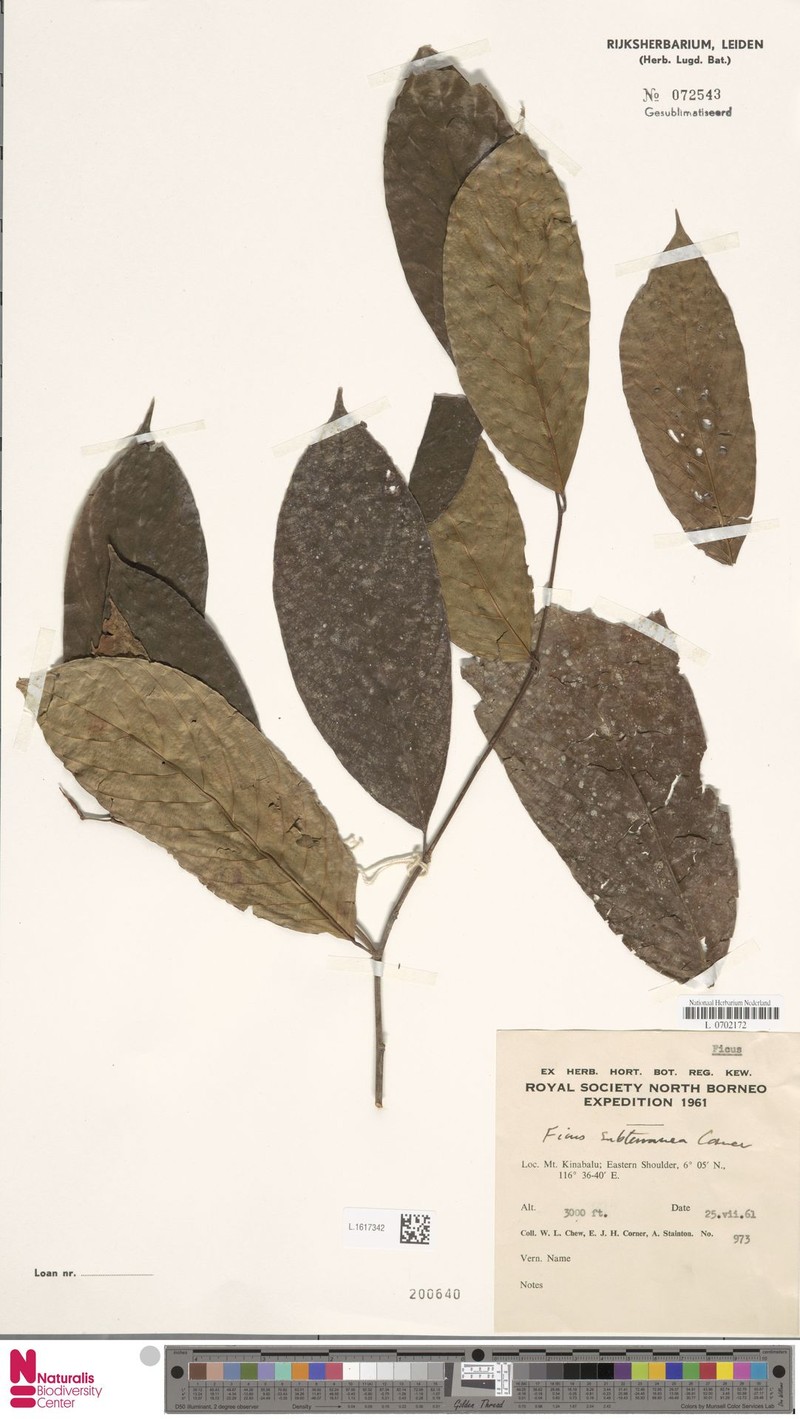Ficus subterranea