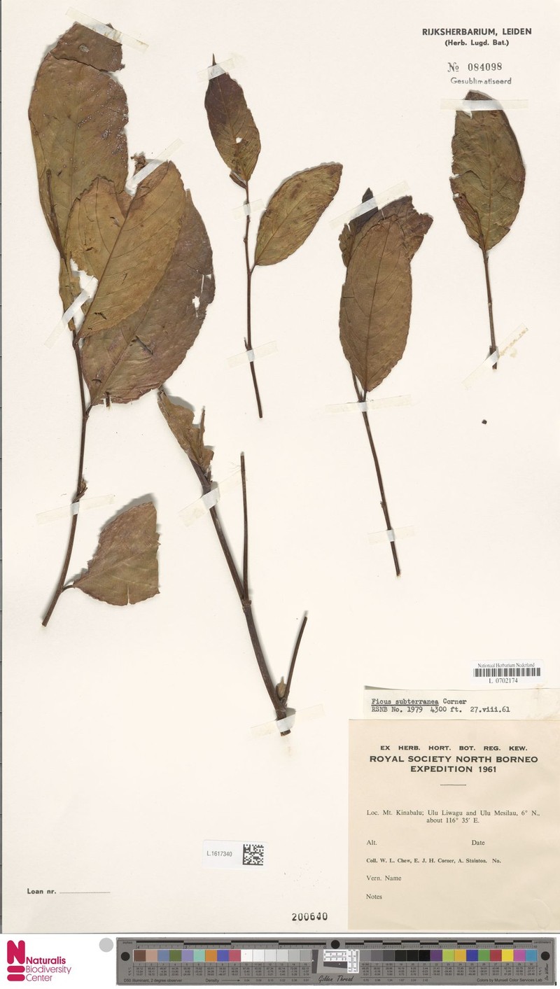 Ficus subterranea photo 2