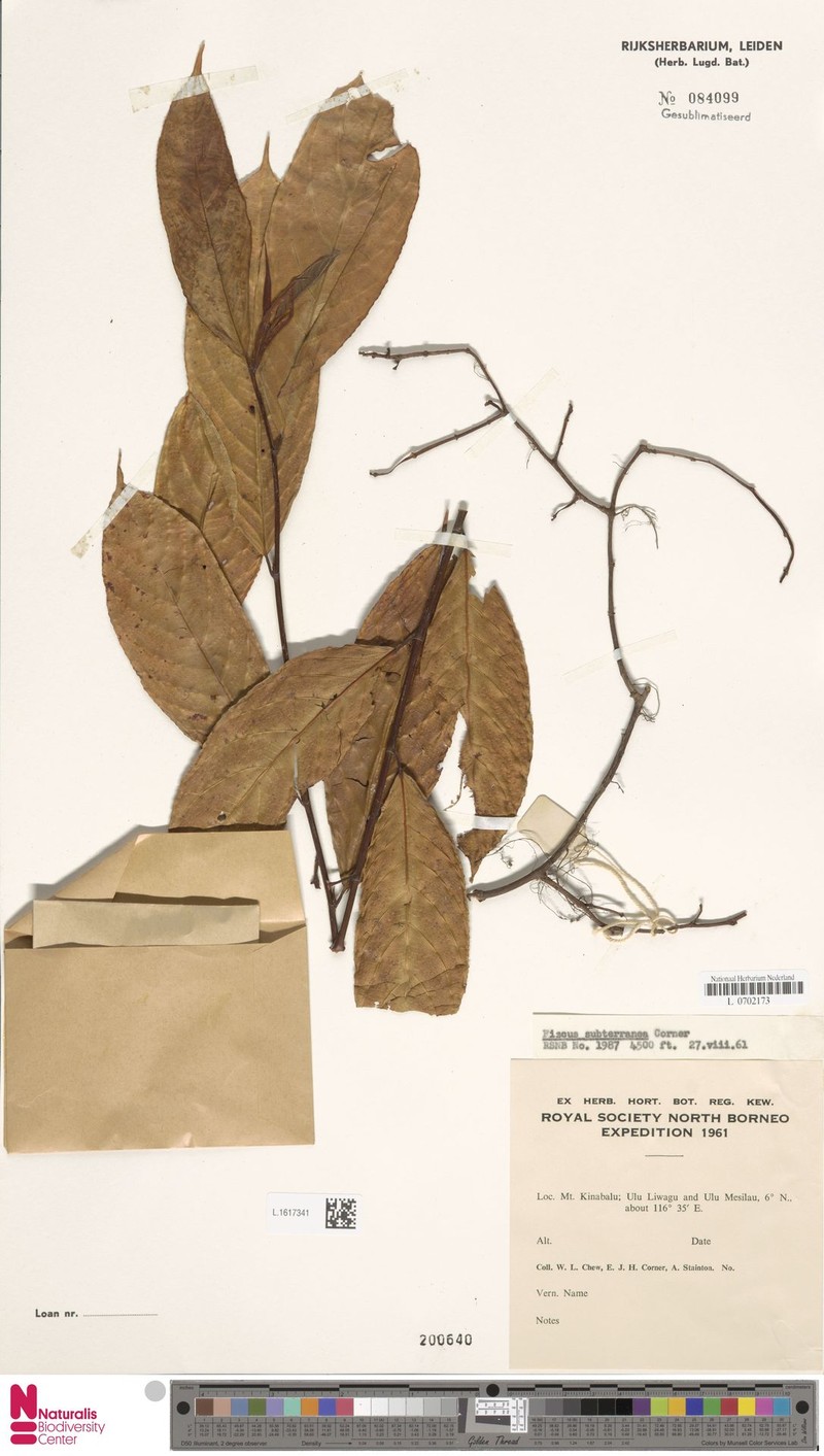 Ficus subterranea photo 3