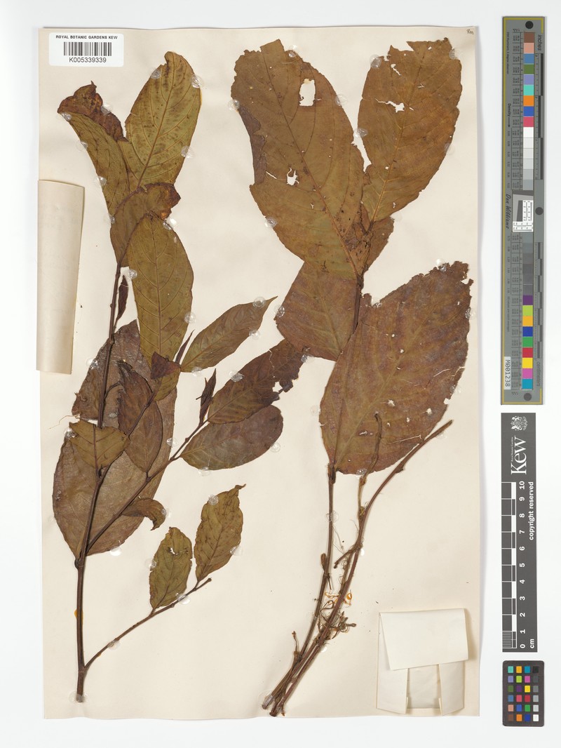 Ficus subterranea photo 4