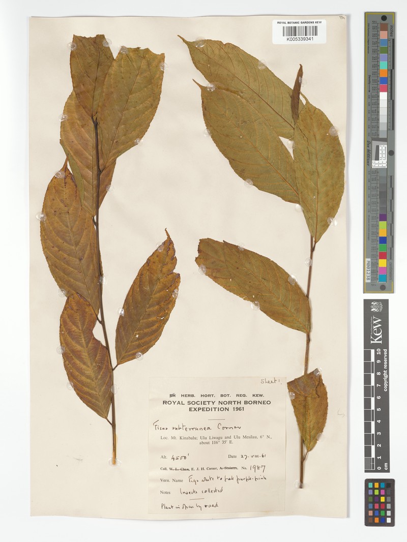 Ficus subterranea photo 5