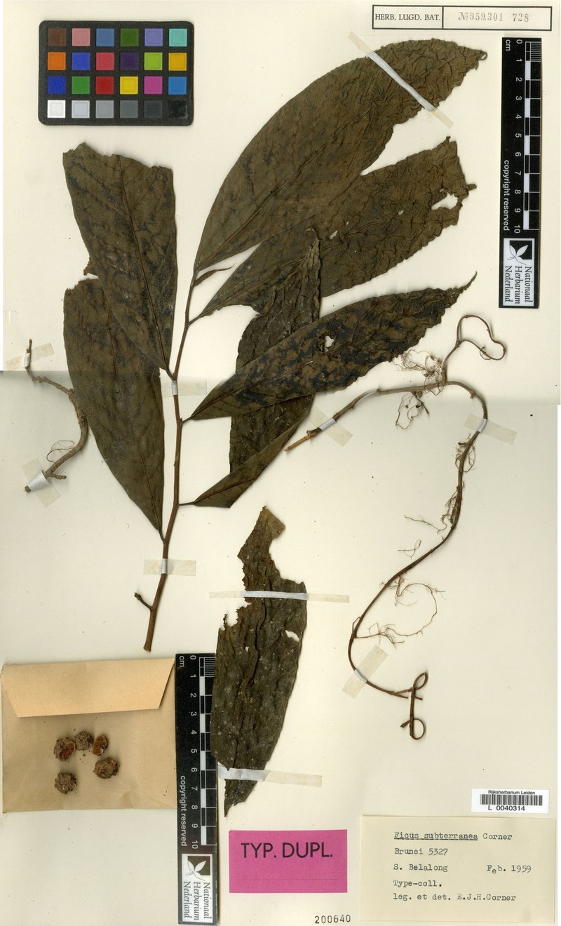 Ficus subterranea photo 6