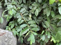 Ficus subulata
