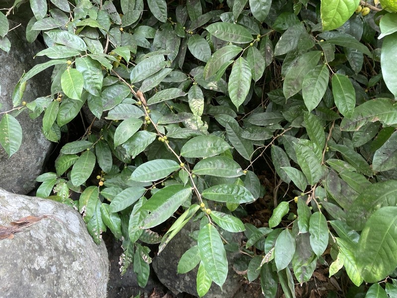 Ficus subulata