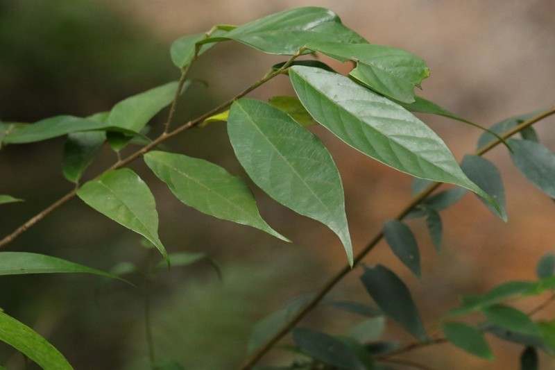 Ficus subulata photo 2