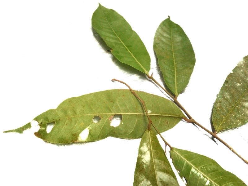 Ficus subulata photo 3