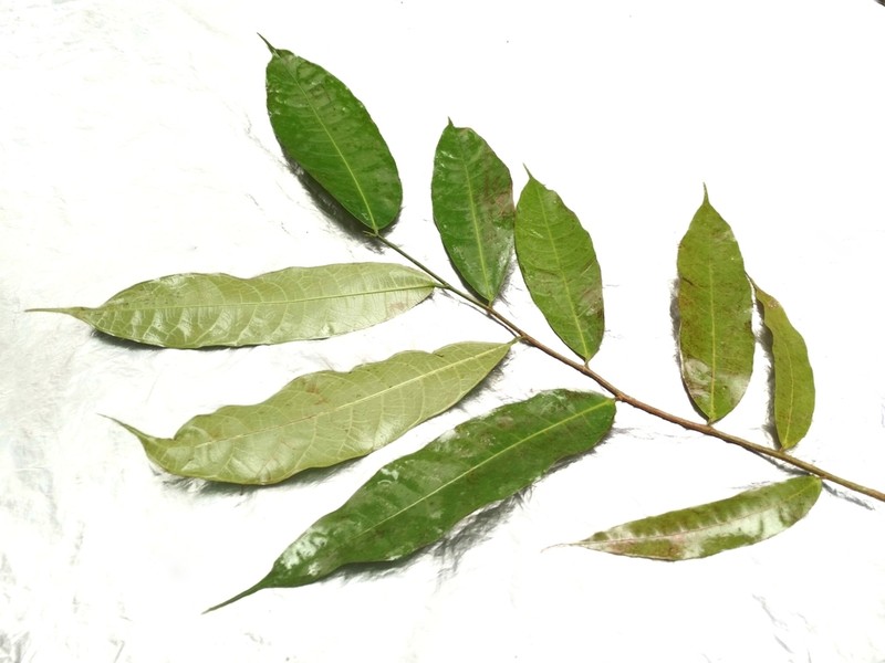 Ficus subulata photo 4