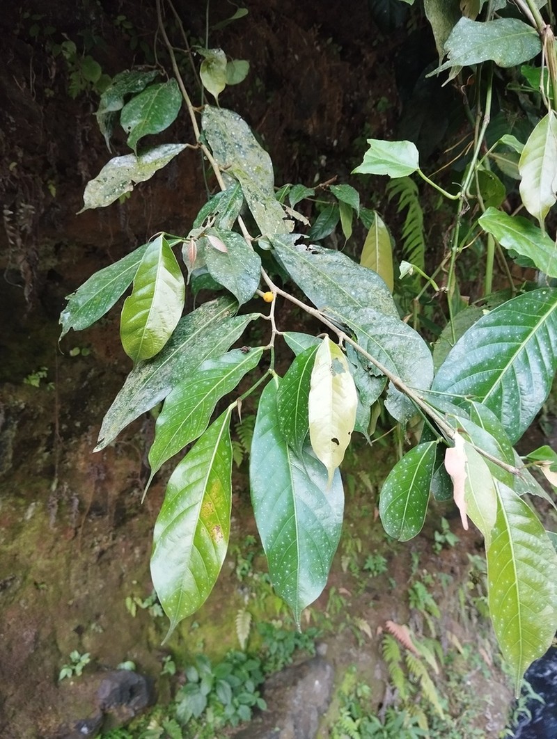 Ficus subulata photo 5