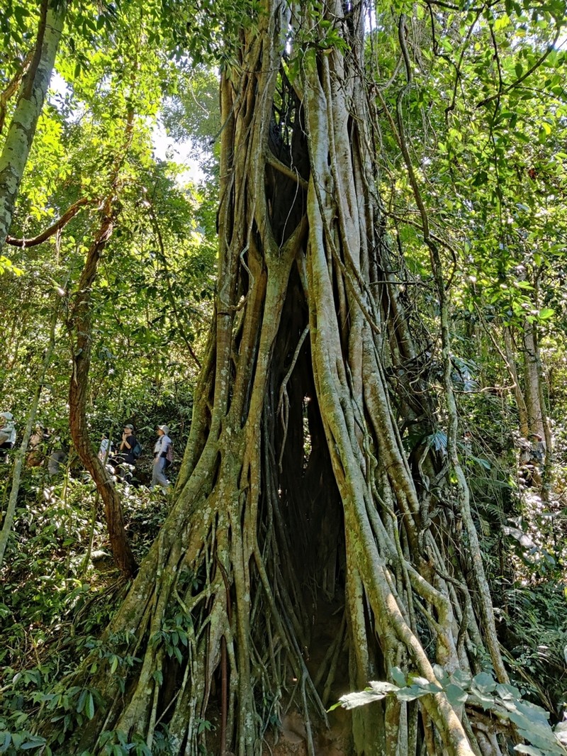 Ficus subulata photo 6