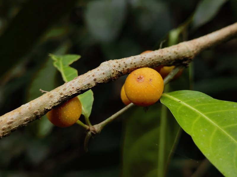 Ficus subulata photo 7