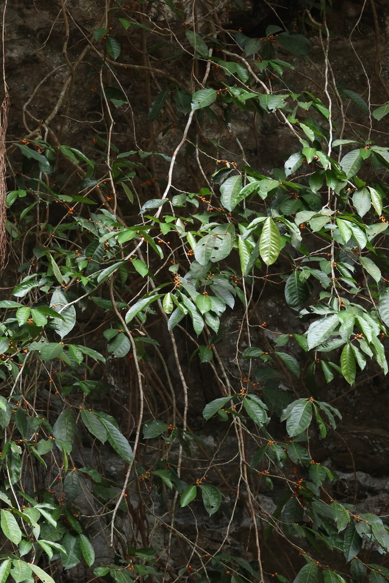 Ficus subulata photo 8