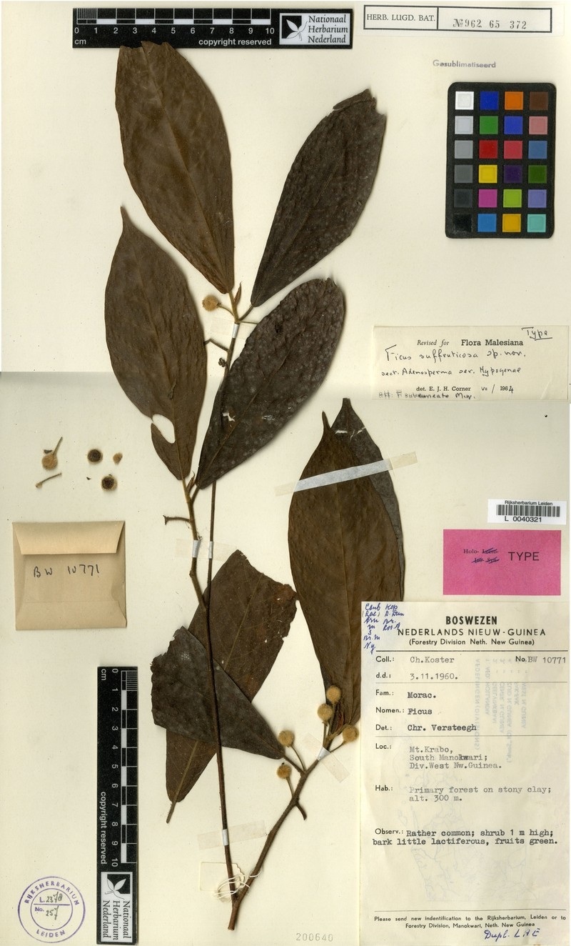 Ficus suffruticosa