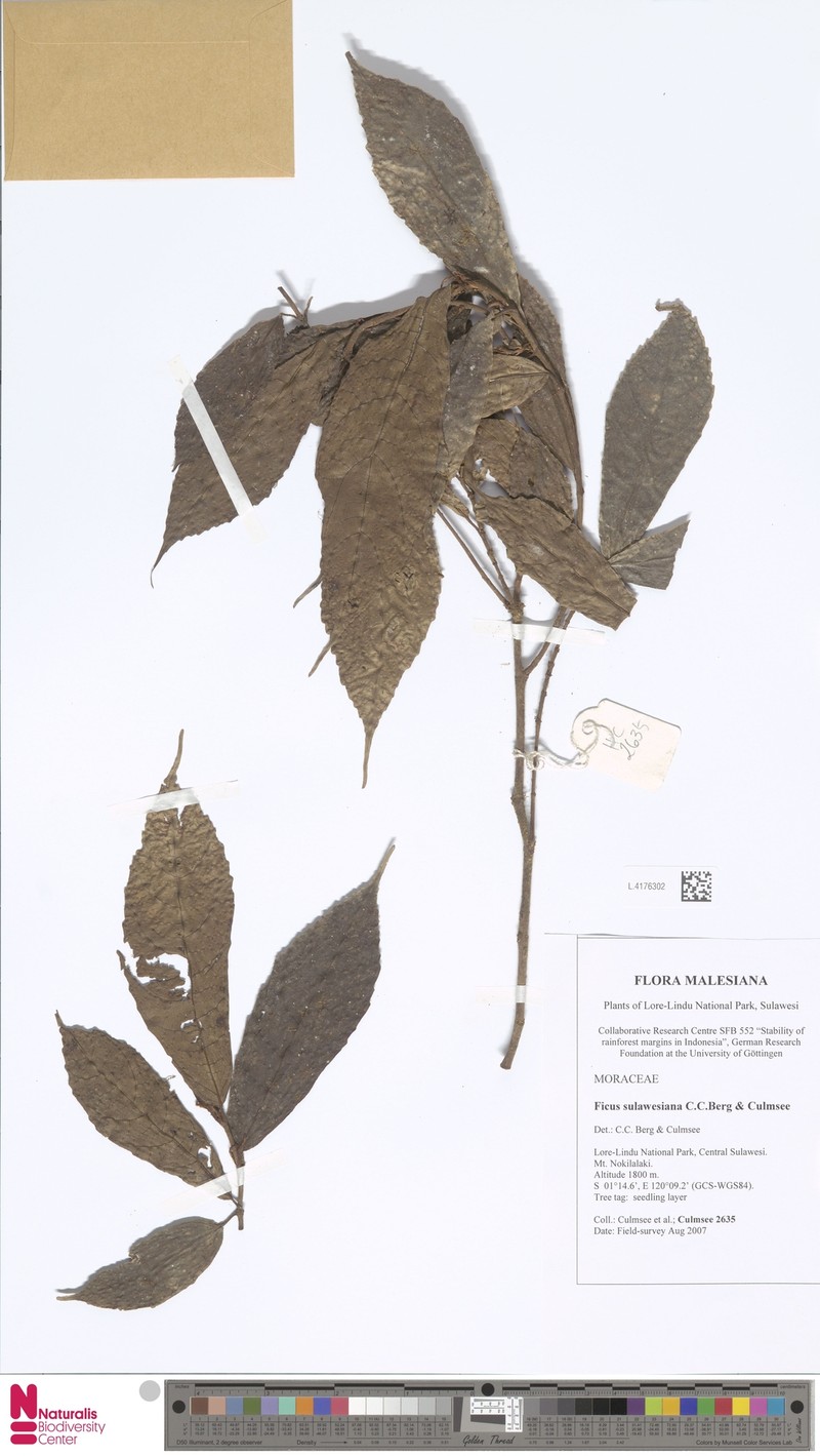 Ficus sulawesiana