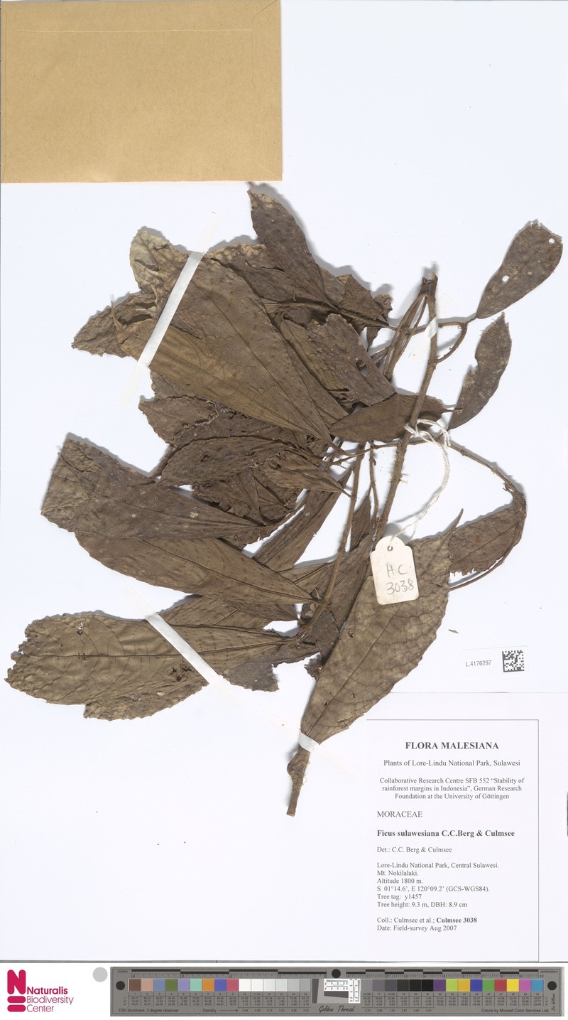 Ficus sulawesiana photo 2