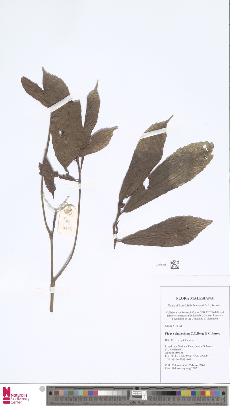 Ficus sulawesiana photo 3